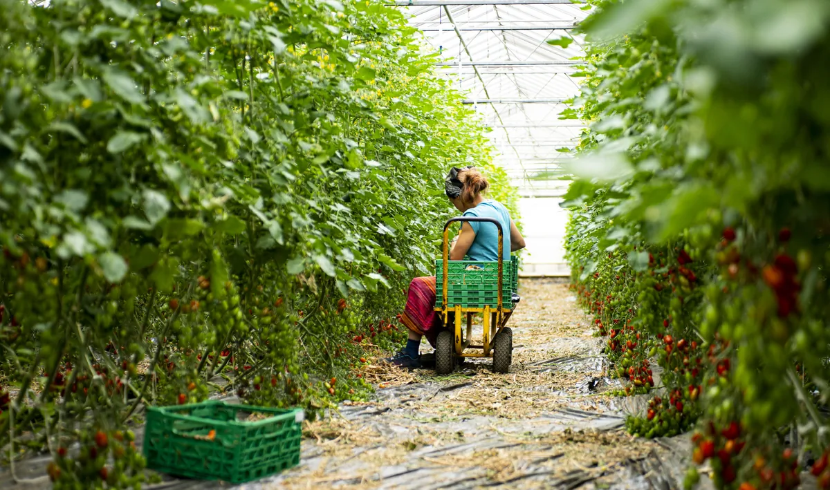 Producteur récoltant des tomates biologiques sous serre